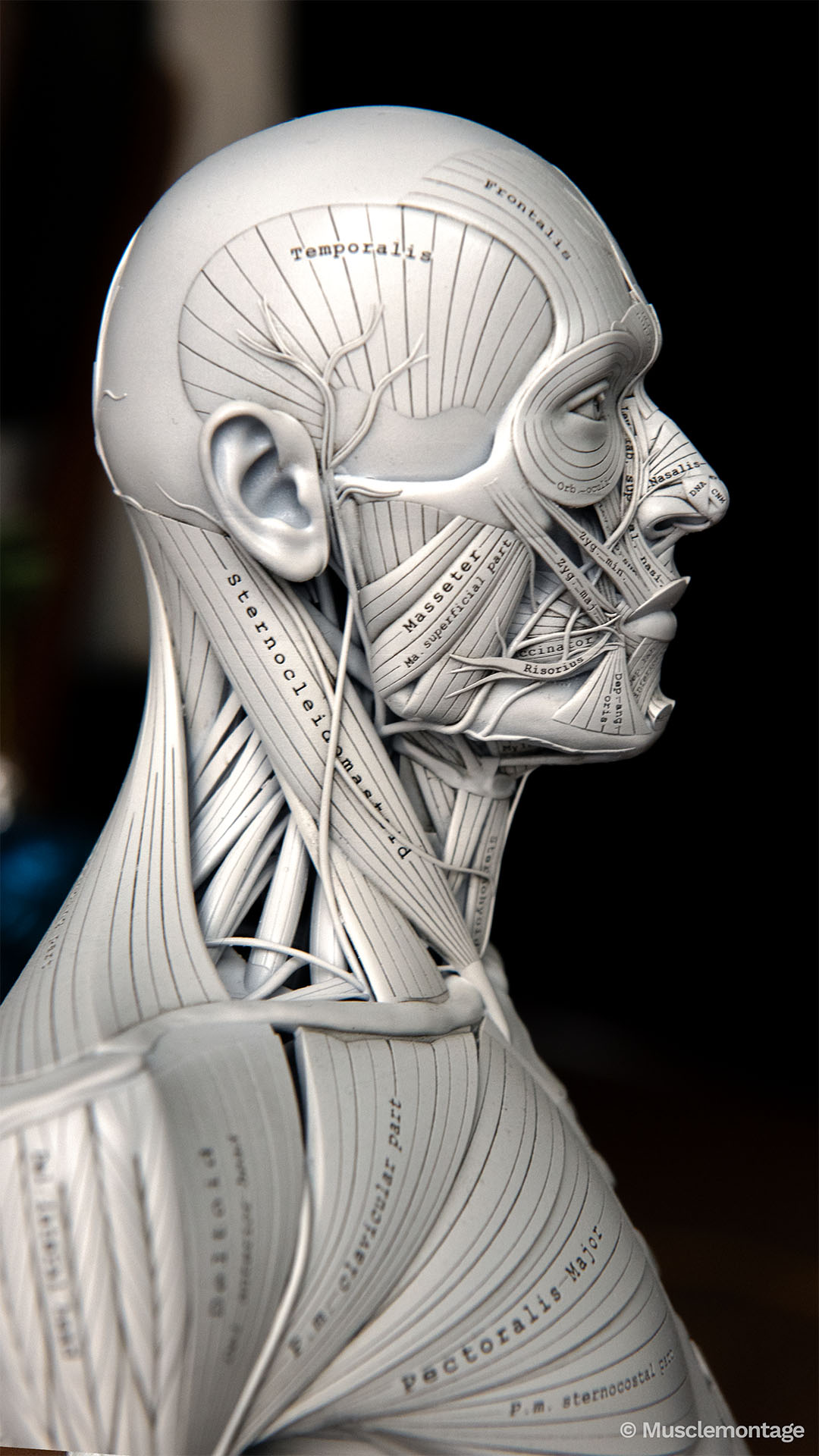 Anatomy model - lateral head and neck, Temporalis, Masseter superficial and deep parts, Zygomaticus, Sternocleidomastoid, Pectoralis Major