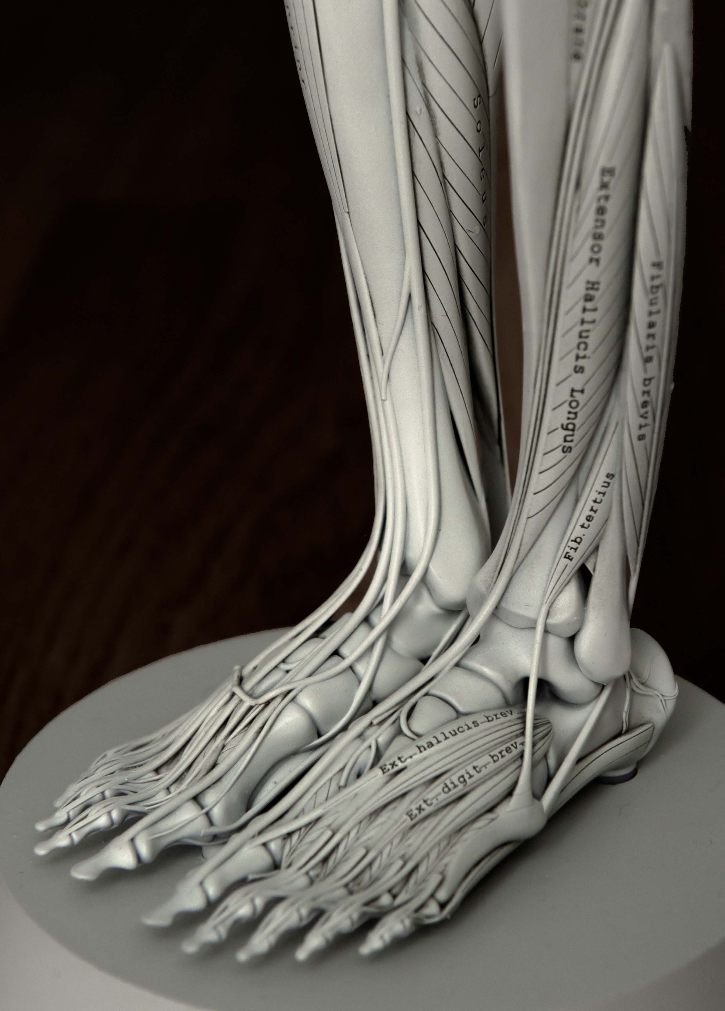 Foot muscle model showing surface muscles, tendons, and skeletal form