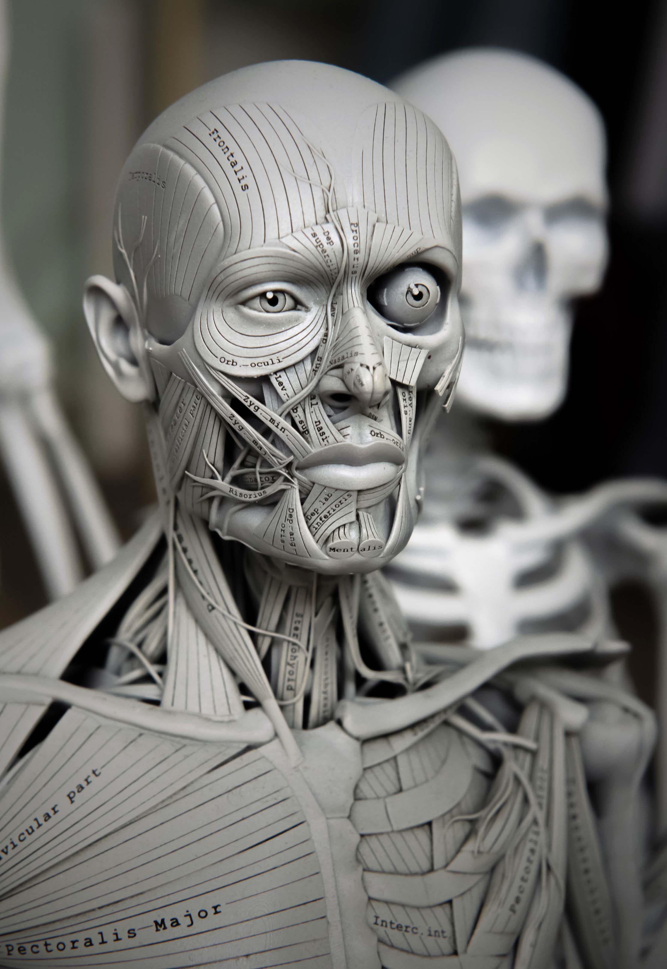 Detailed muscle anatomy model of human head showing muscles of facial expression and mastication