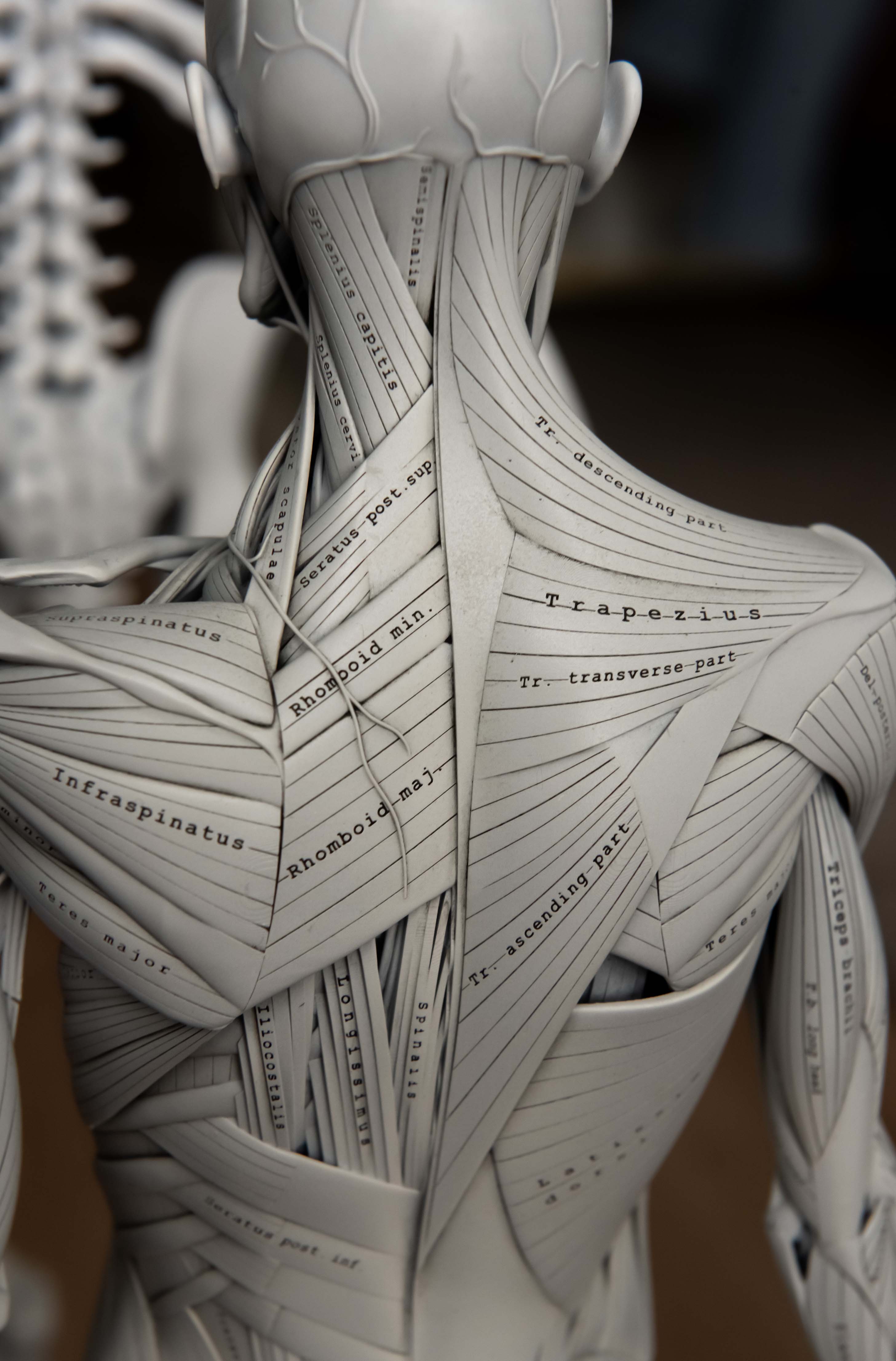 Back view close-up of anatomy figure showing trapezius, deltoid, and spinal muscles