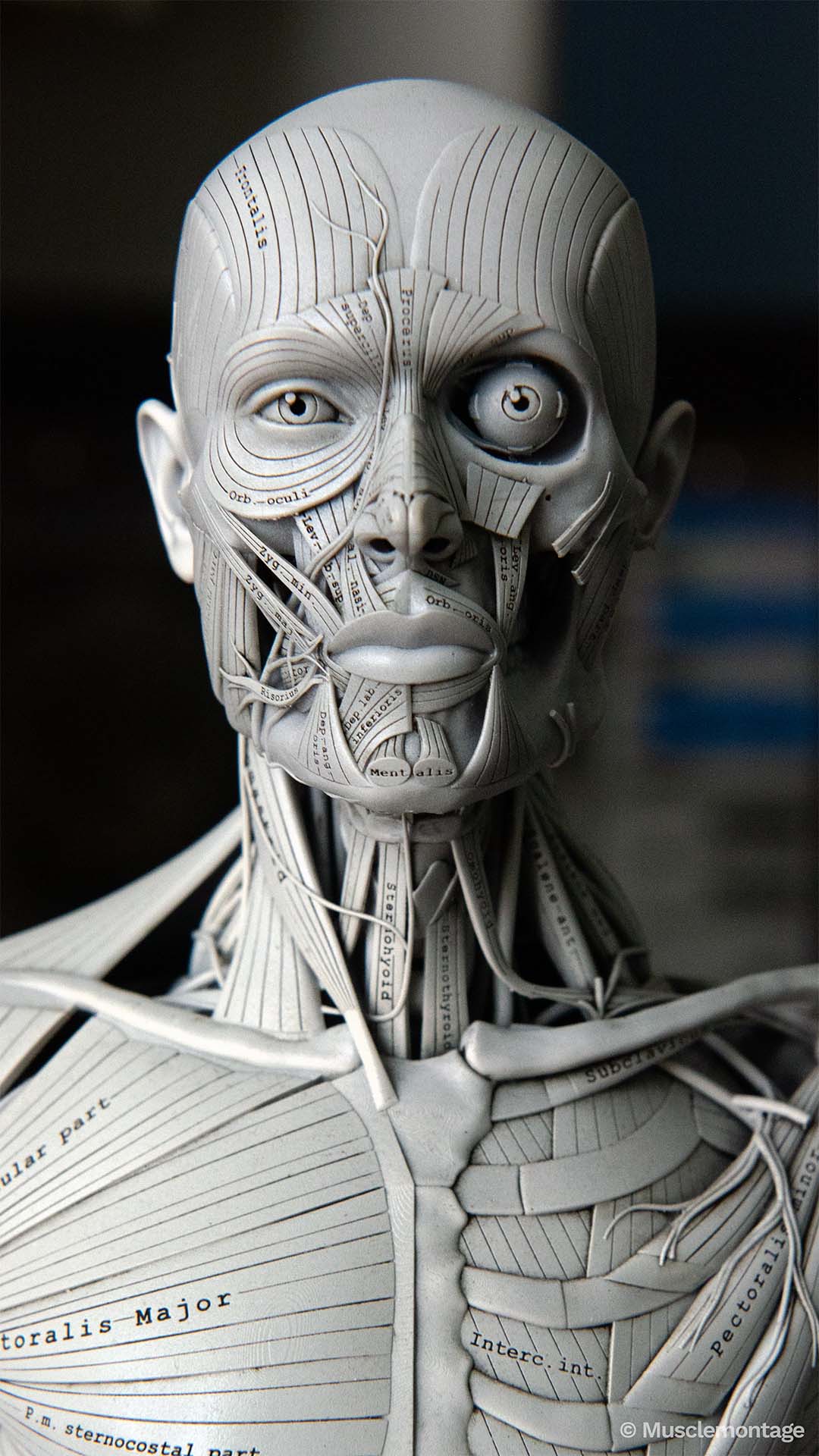Head and face anatomy model showing anterior facial muscles including Frontalis, Orbicularis Oculi, Risorius and Mentalis, front view