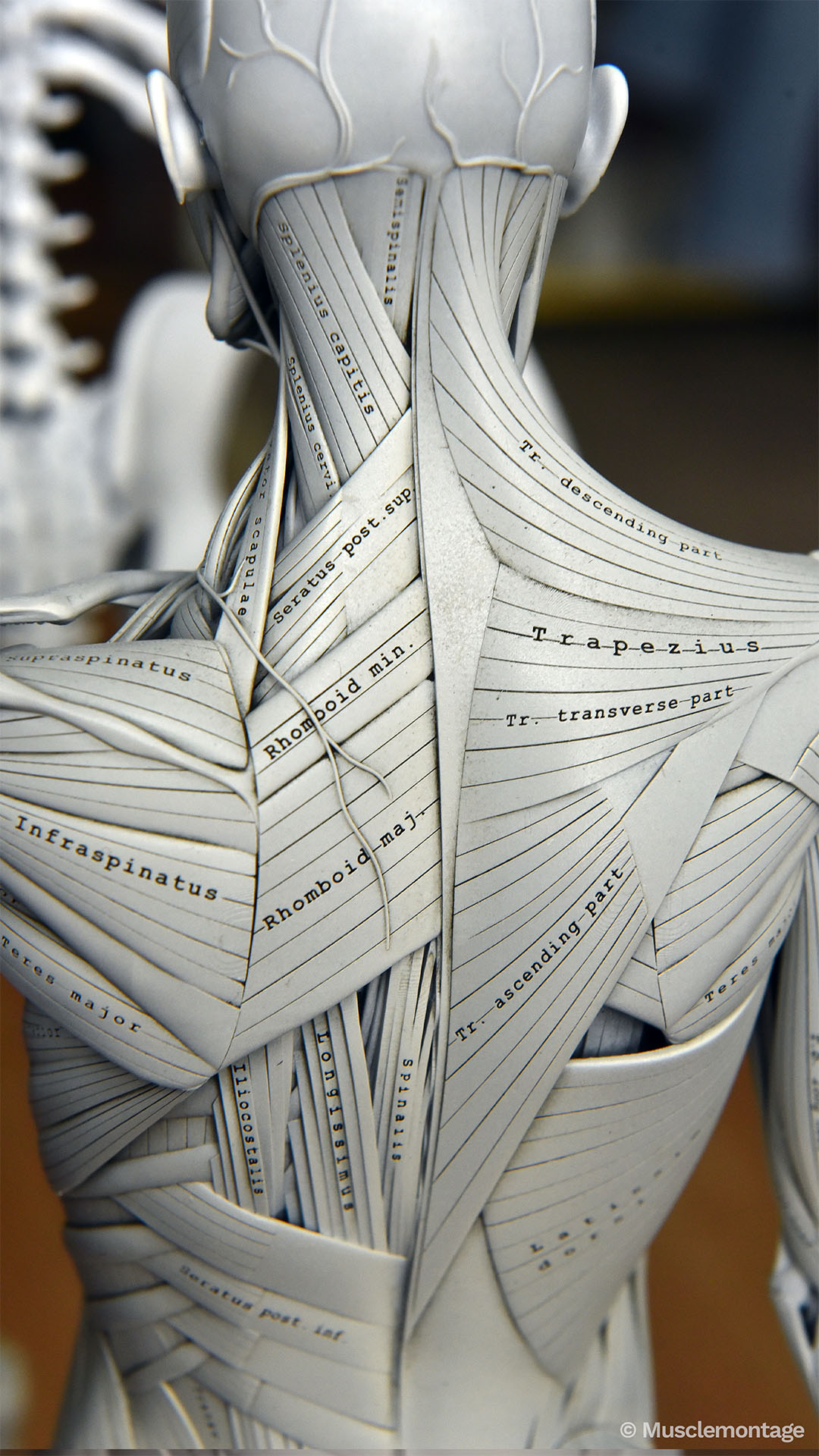 Anatomy model - posterior neck and upper back, Trapezius descending transverse and ascending parts, Rhomboids, Erector Spinae, Supraspinatus, Infraspinatus