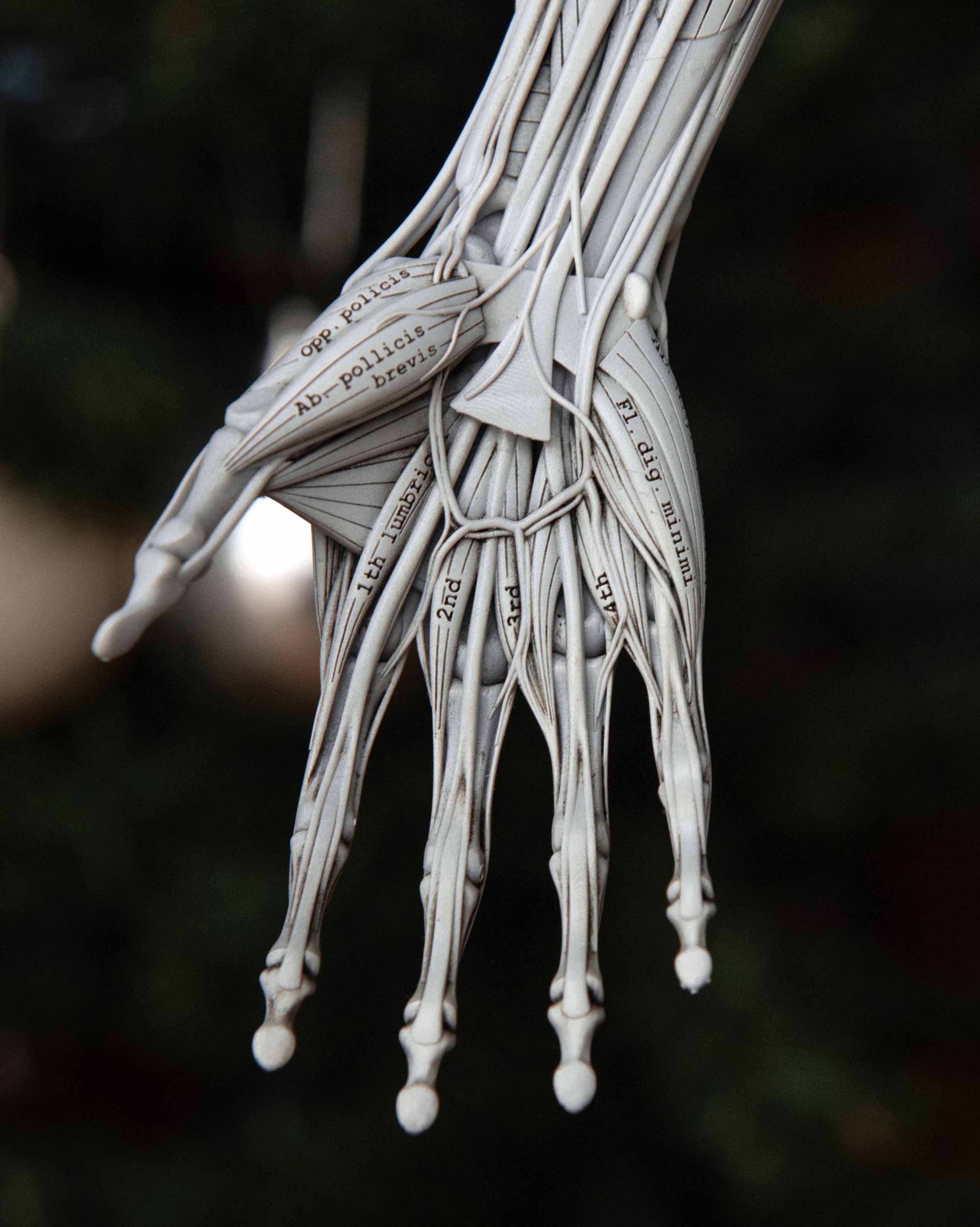 Detailed anterior view of forearm and hand model showing muscular and skeletal interaction