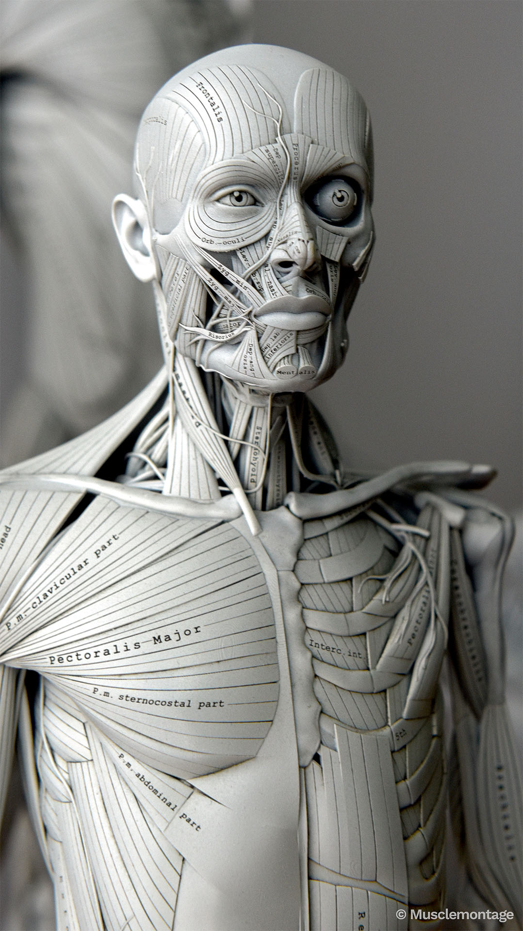 3D-printed anatomy model - anterior torso and face, Pectoralis Major clavicular sternocostal abdominal parts, chest wall vessels, Internal Intercostals, Pectoralis Minor