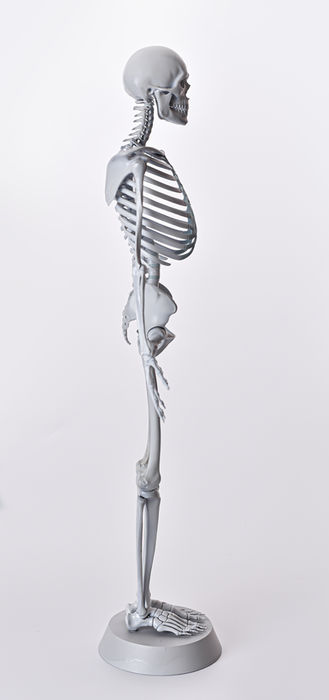 Light gray skeleton model right lateral view