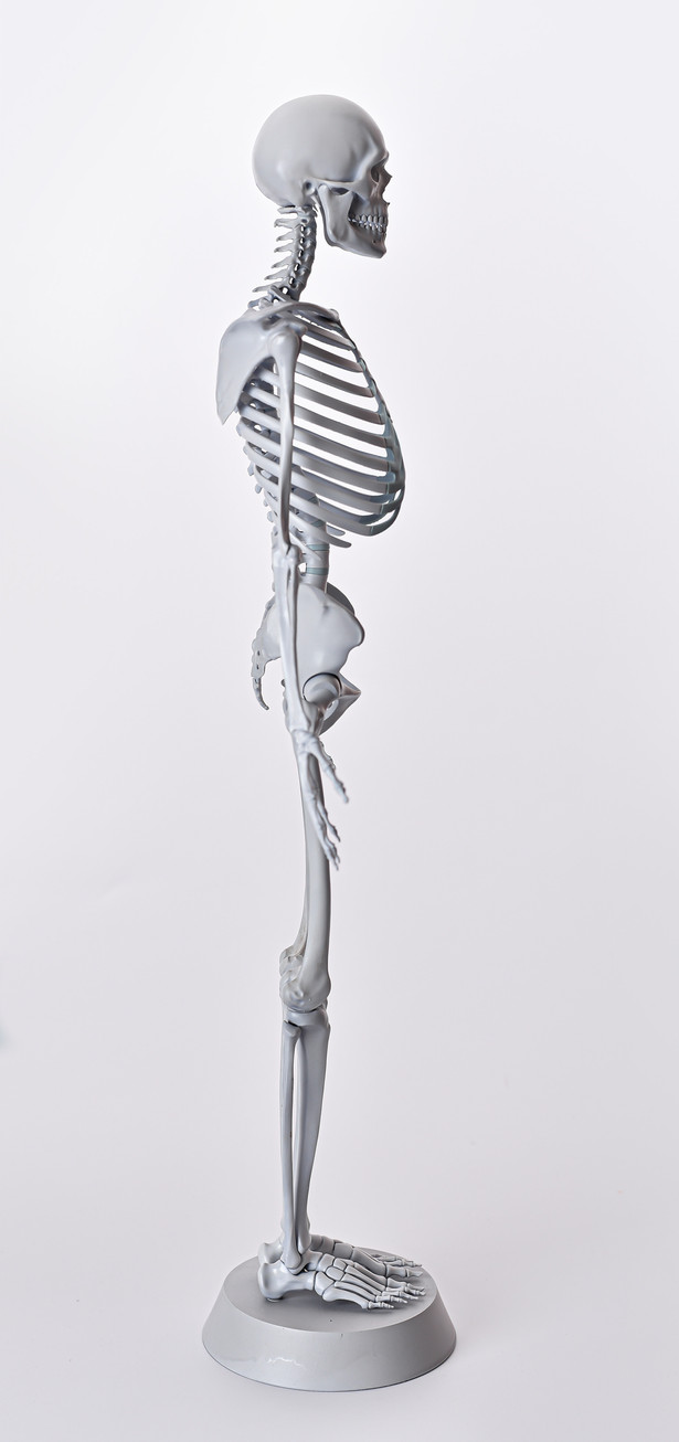 Skeleton model, light gray, right lateral view
