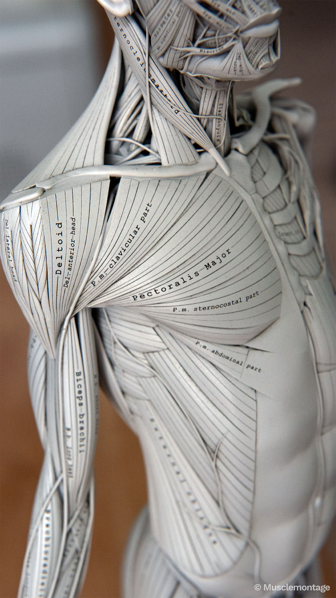 Anatomy model - anterior shoulder and chest, Pectoralis Major clavicular sternocostal and abdominal parts, Deltoid, Biceps Brachii, Sternocleidomastoid