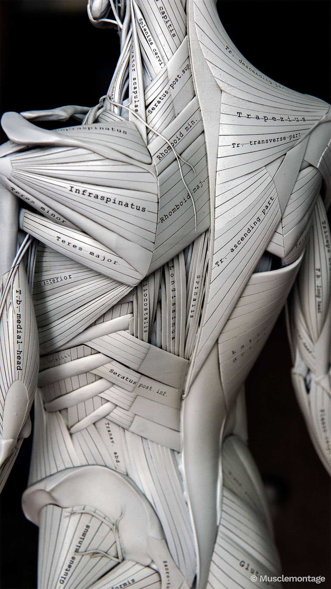 Anatomy model showing layered back muscles including Trapezius, Infraspinatus, Teres Major and Rhomboids, posterior view