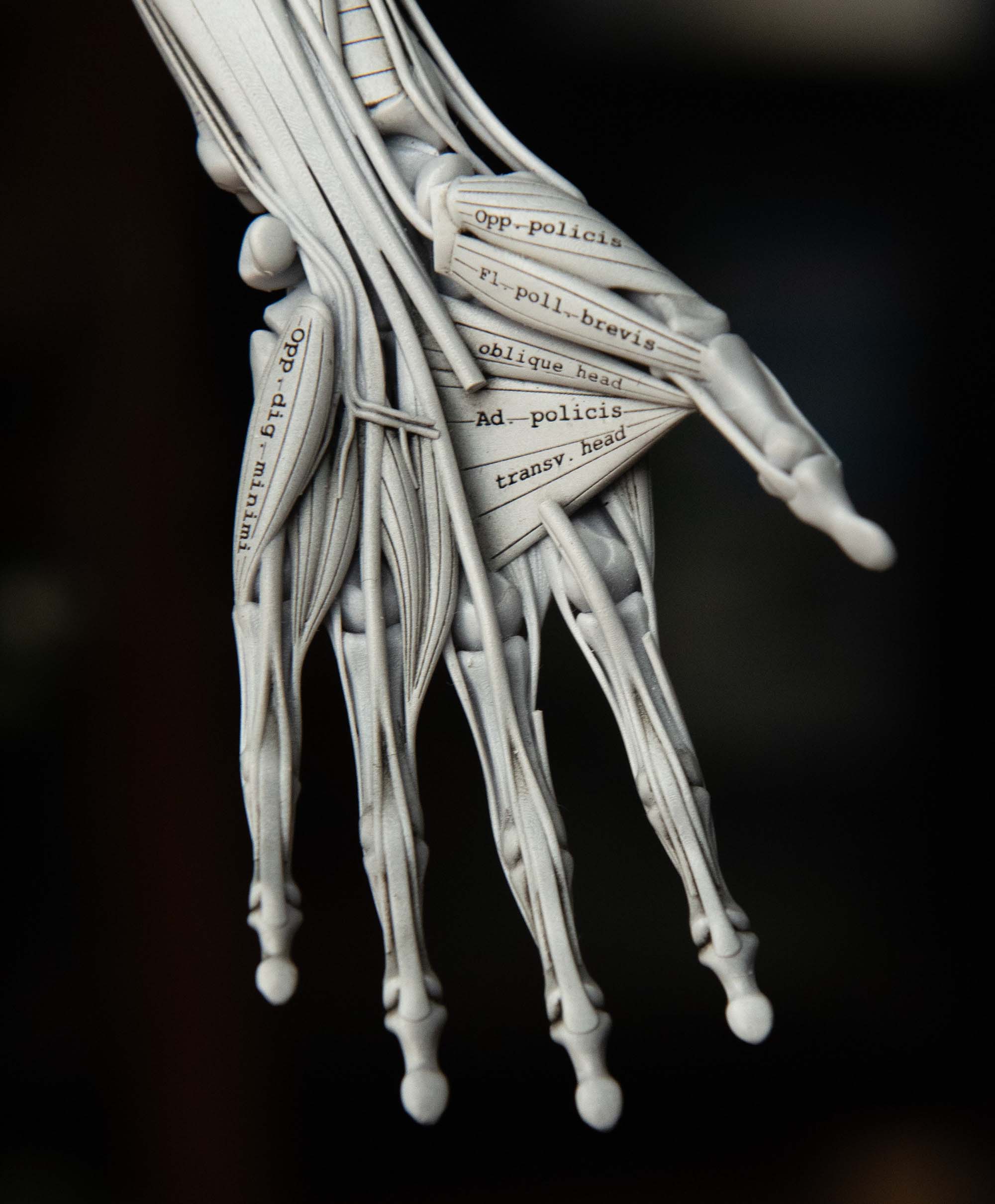 Anterior view of human hand model showing finger tendons and muscle layout