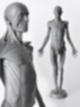 Anatomy ecorche model