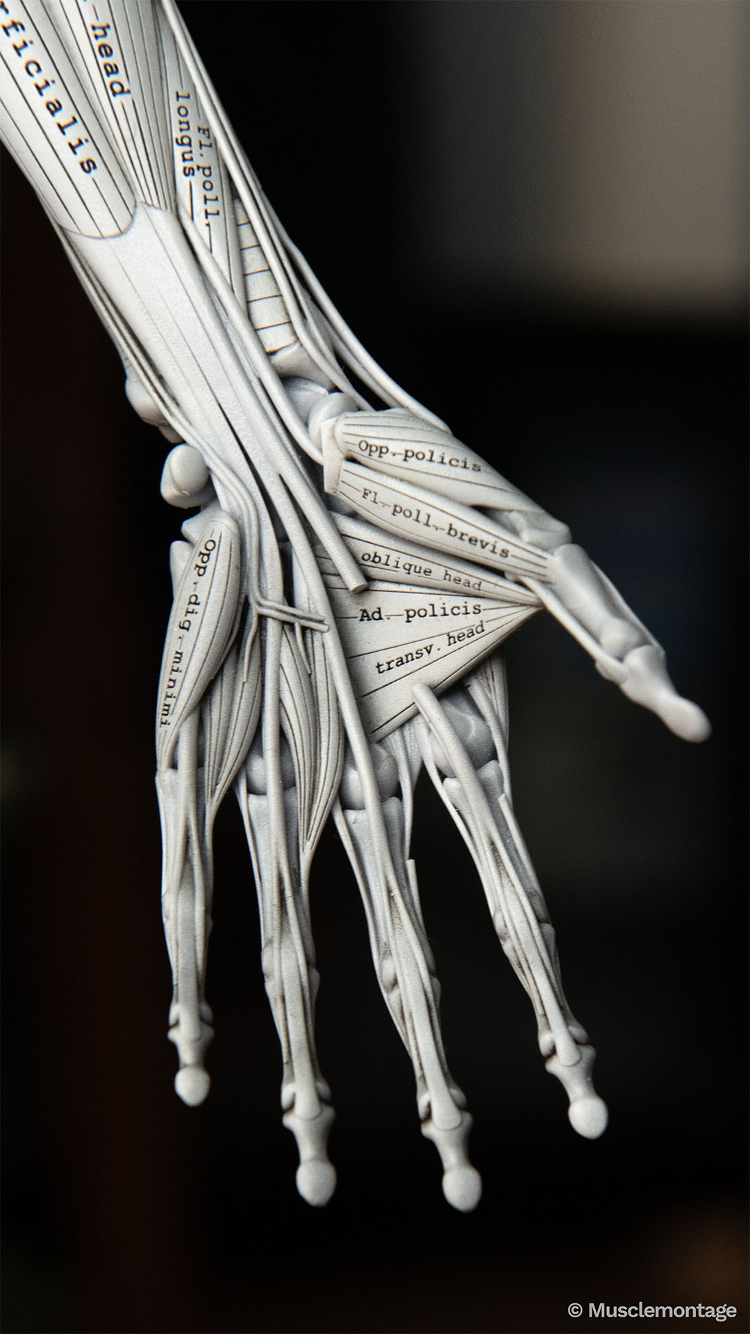 hand anatomy model showing palmar musculature including Abductor Pollicis Brevis, Lumbricals and digital flexor tendons, anterior view