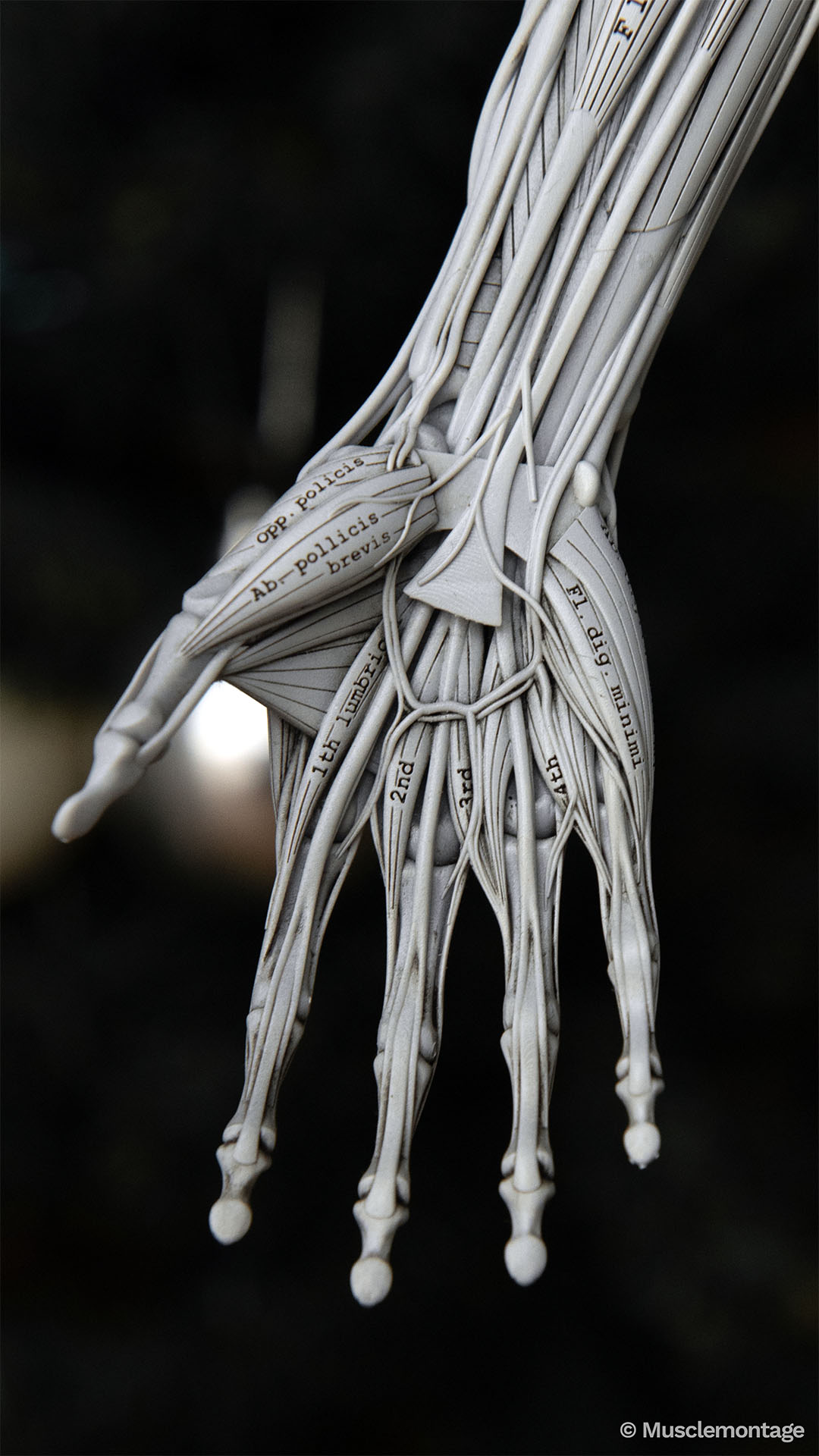 anatomy model of the hand showing deep intrinsic muscles including Adductor Pollicis, Opponens Pollicis, Flexor Pollicis Brevis and Palmar Interossei