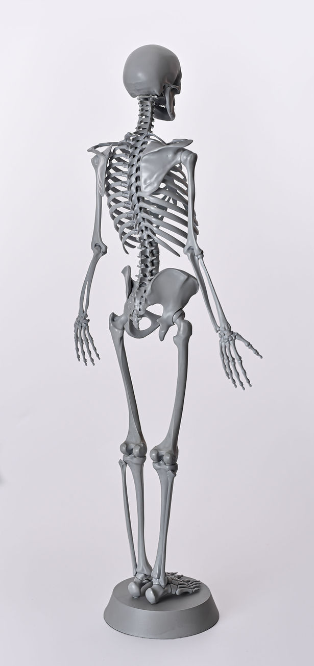 Skeleton model, neutral gray, 3/4 right posterolateral view