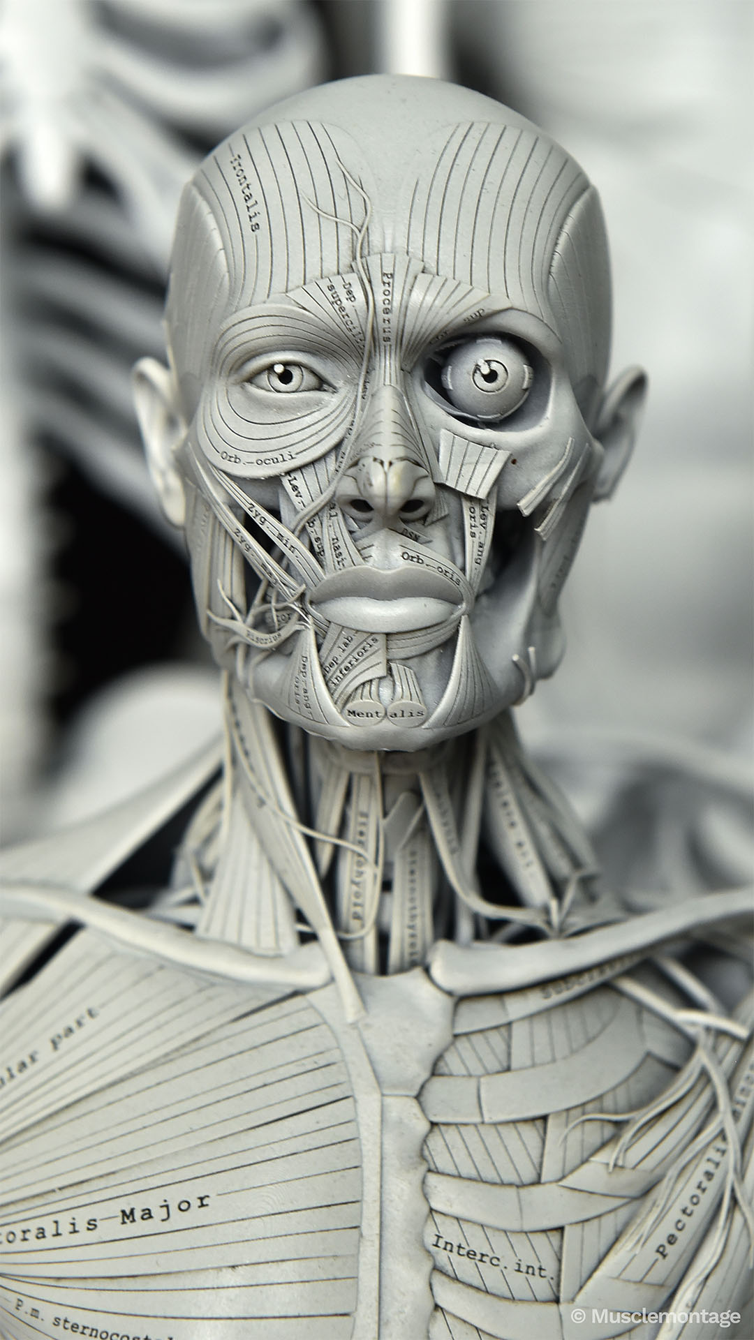 3D-printed anatomy model - anterior face, Orbicularis Oculi, Orbicularis Oris, Zygomaticus, Mentalis, Procerus, perioral muscles, facial expression anatomy