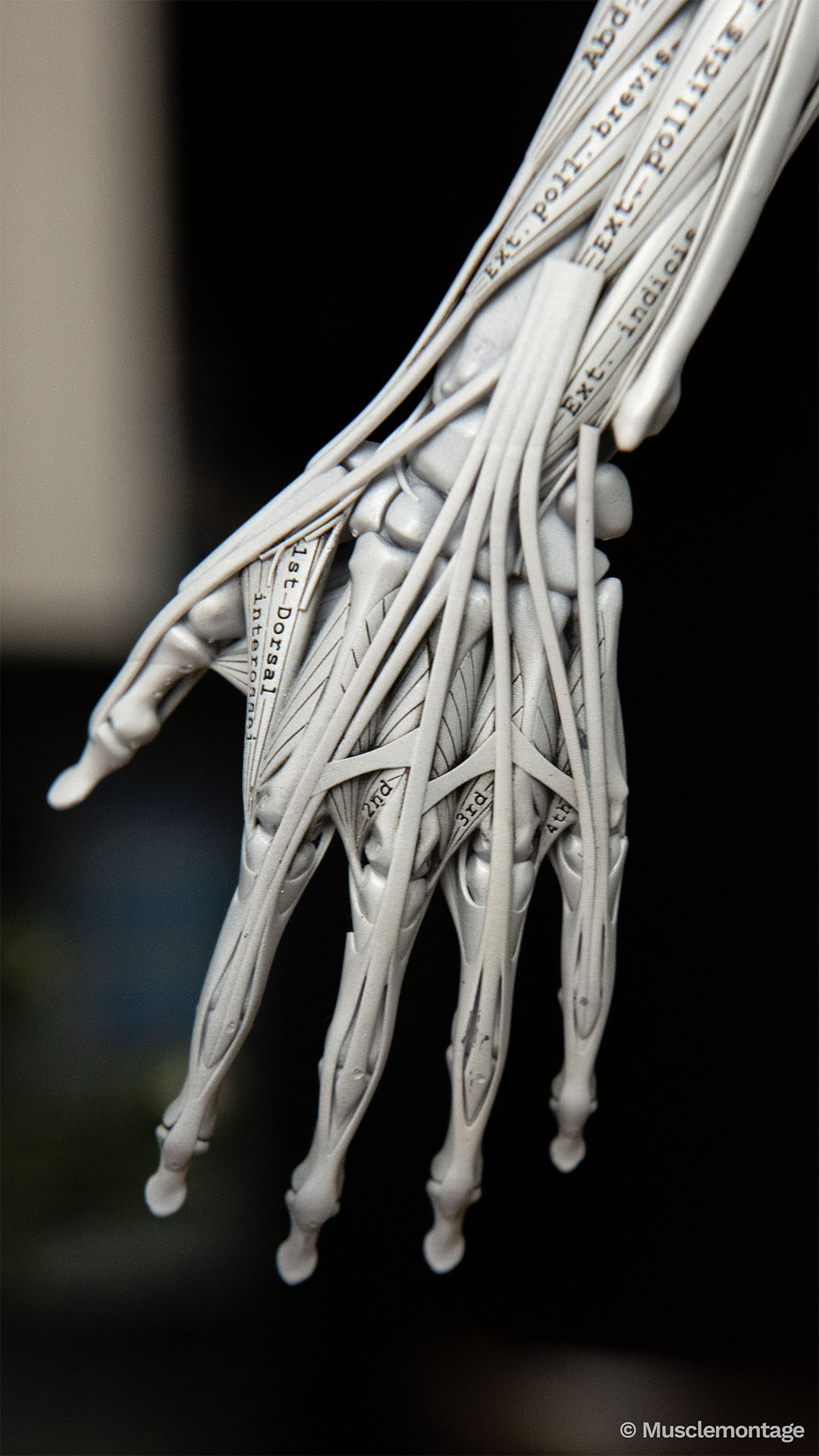3D-printed anatomy model - dorsal hand and wrist, Extensor Pollicis Brevis, Extensor Indicis, Dorsal Interossei, extensor tendons