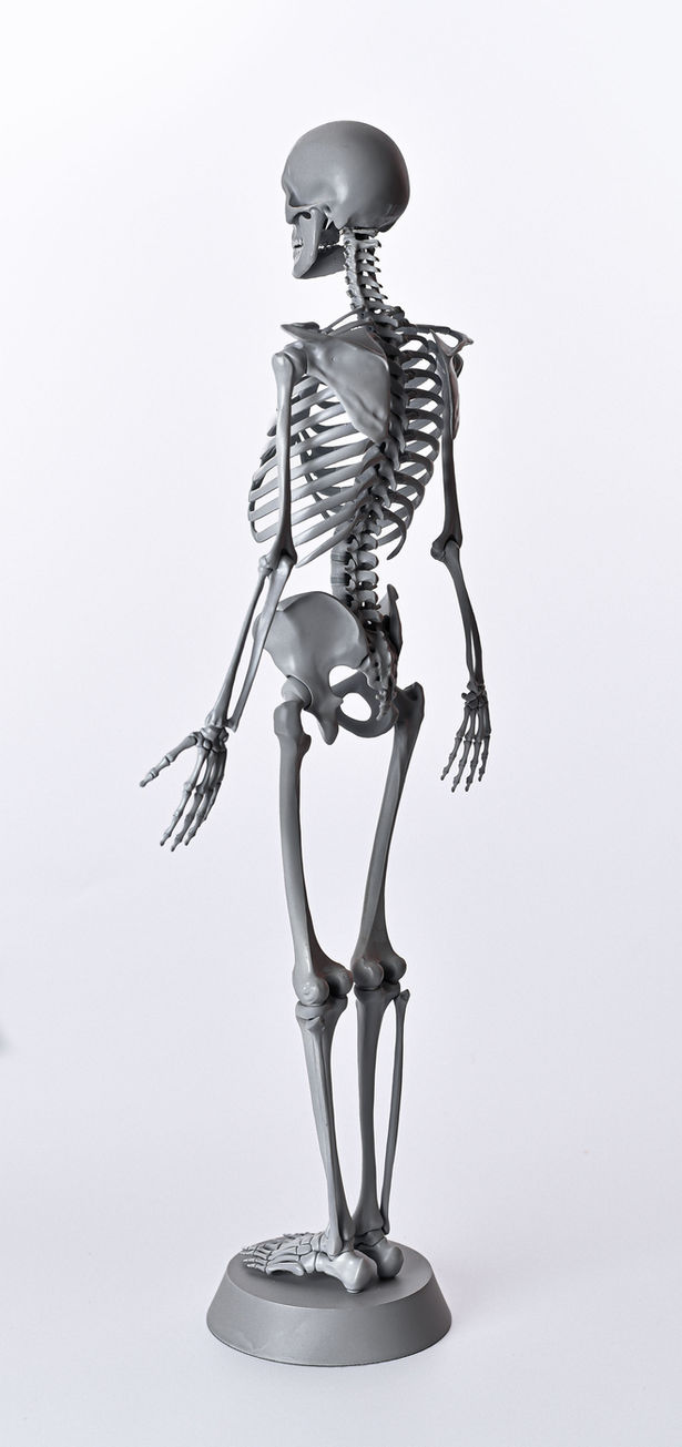 Skeleton model, neutral gray, 3/4 left posterolateral view