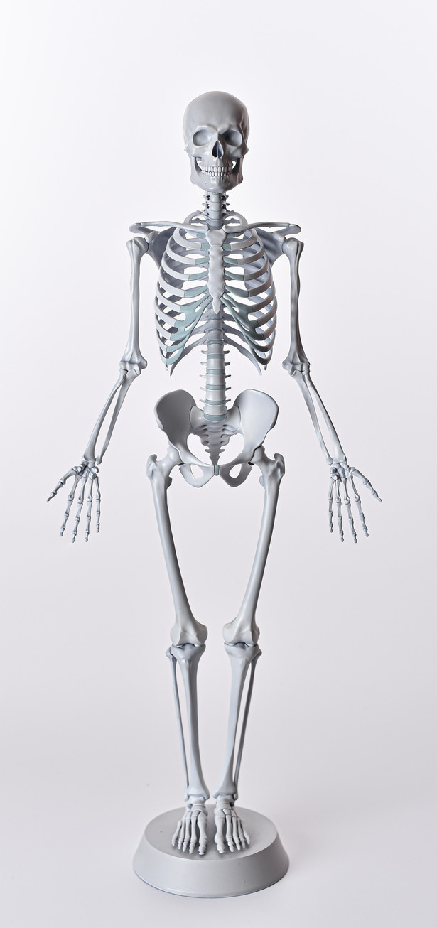 Skeleton model, light gray, front (anterior) view