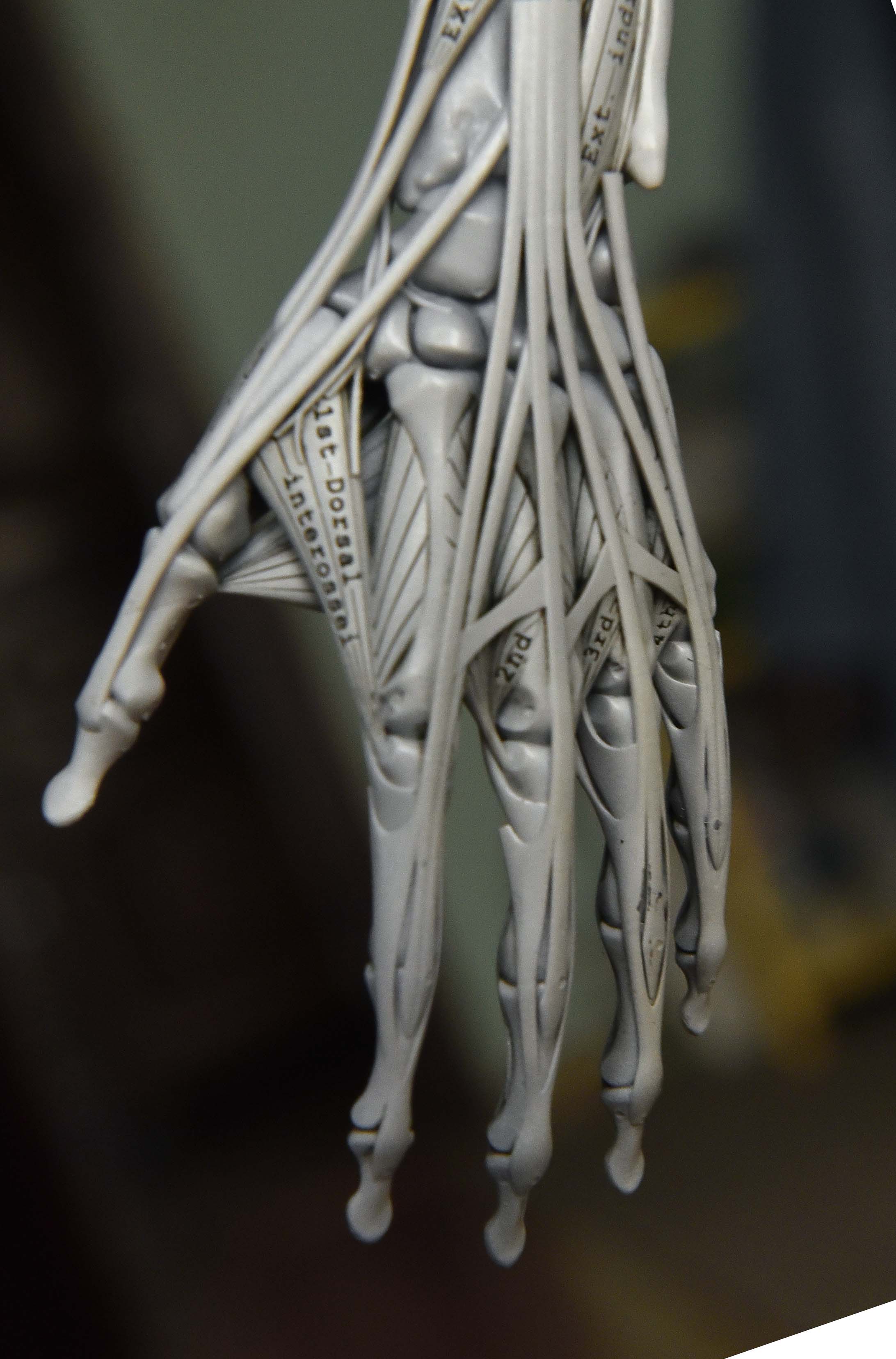 Hand muscle model with palm view showing tendons and finger muscles