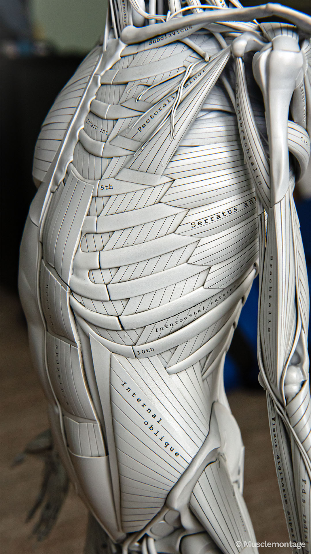 Anatomy model - lateral thorax and abdomen, Serratus Anterior, External and Internal Intercostals, Internal Oblique, Pectoralis Minor, Coracobrachialis