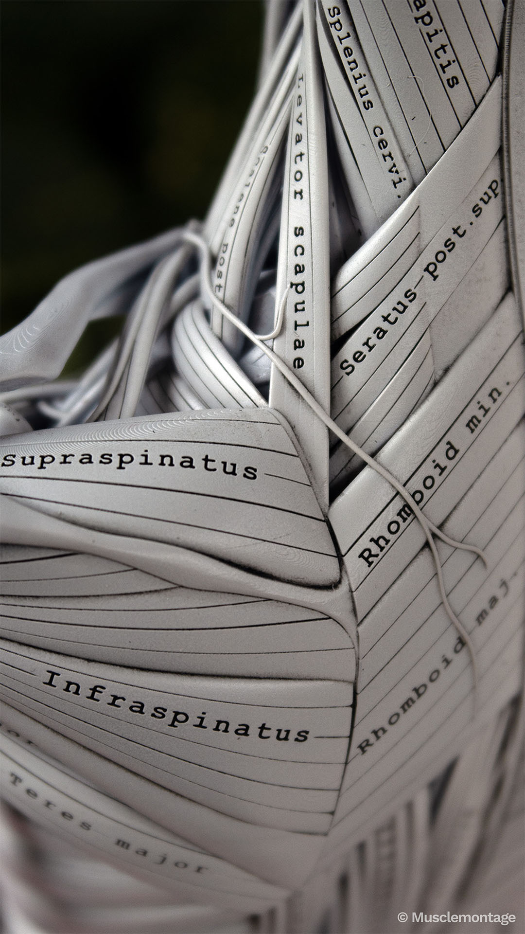 Anatomy model close-up of ecorche scapular region showing Supraspinatus, Infraspinatus, Rhomboid Major and Minor, and Seratus Posterior Superior