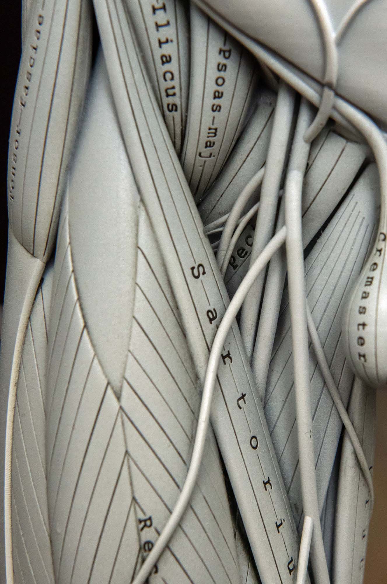 Close-up of anatomical model highlighting the femoral triangle region