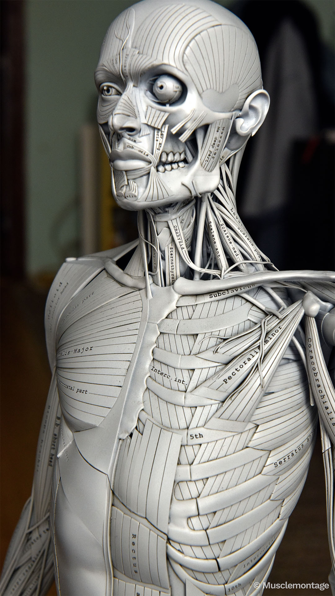 Ecorche anatomy model - anterolateral torso and head, Pectoralis Minor, Serratus Anterior, Internal Intercostals, Subclavius, Scalenes, deep neck muscles