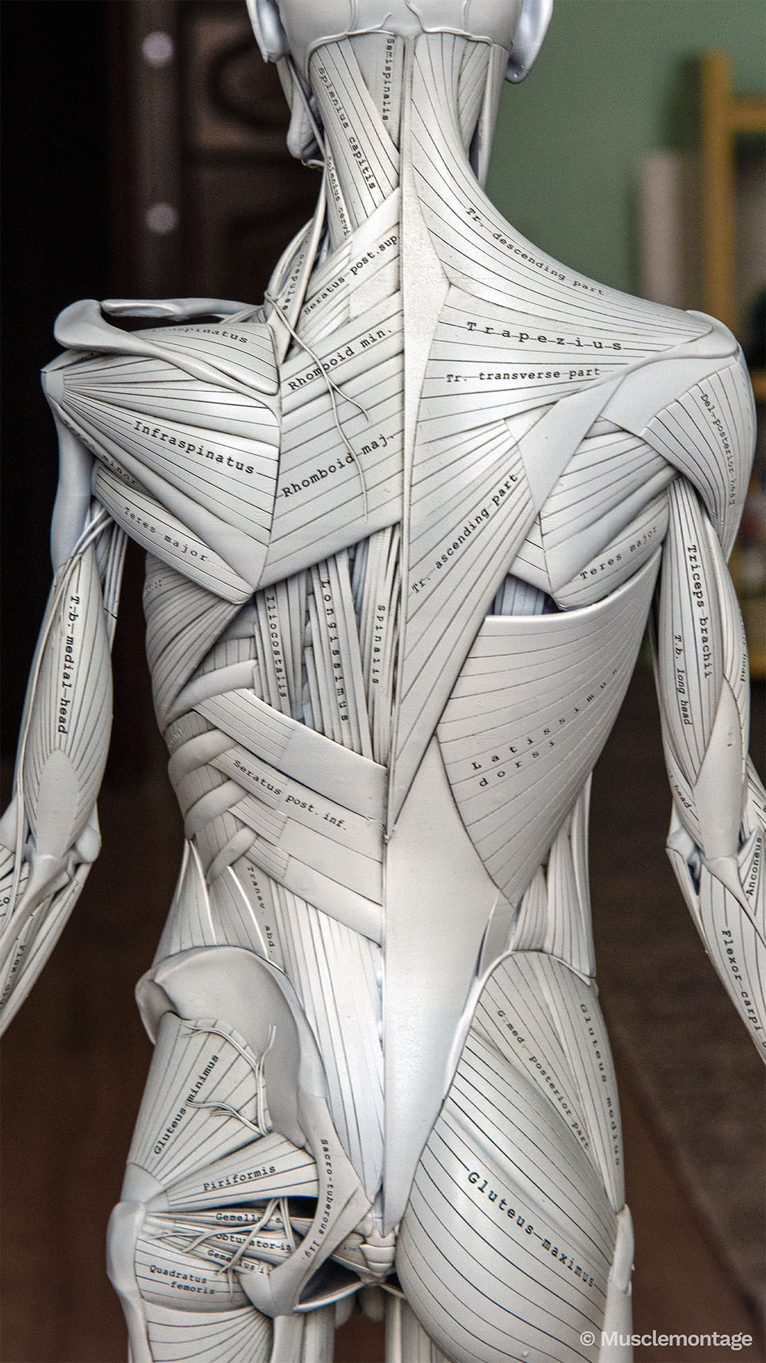 Anatomy model - full posterior torso and gluteal region, Trapezius, Rhomboids, Latissimus Dorsi, Erector Spinae, Gluteus Maximus, Piriformis, deep hip rotators