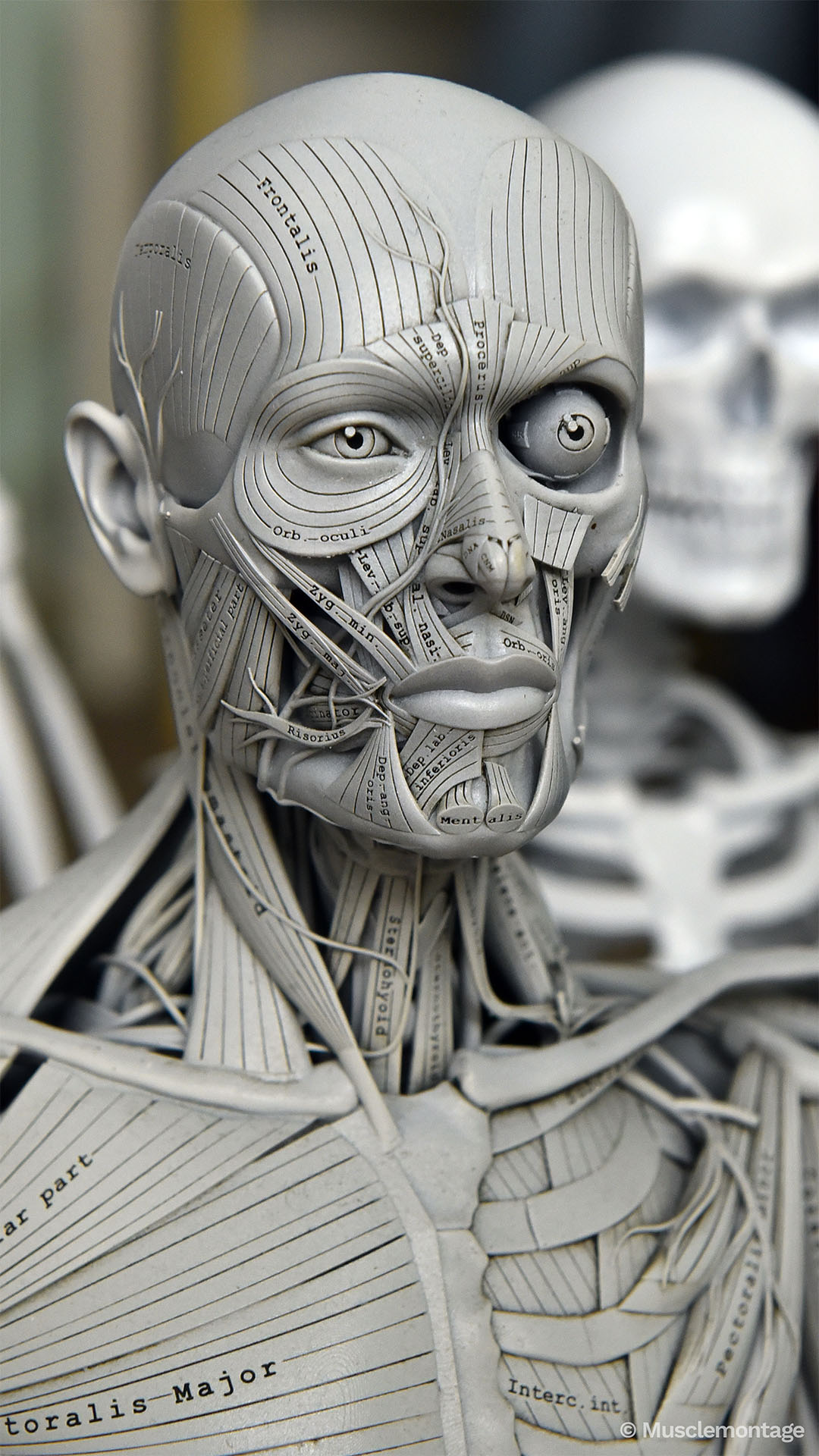 Anatomy bust showing facial and neck musculature including Orbicularis Oculi, Zygomaticus, Mentalis and Sternohyoid, three-quarter front view