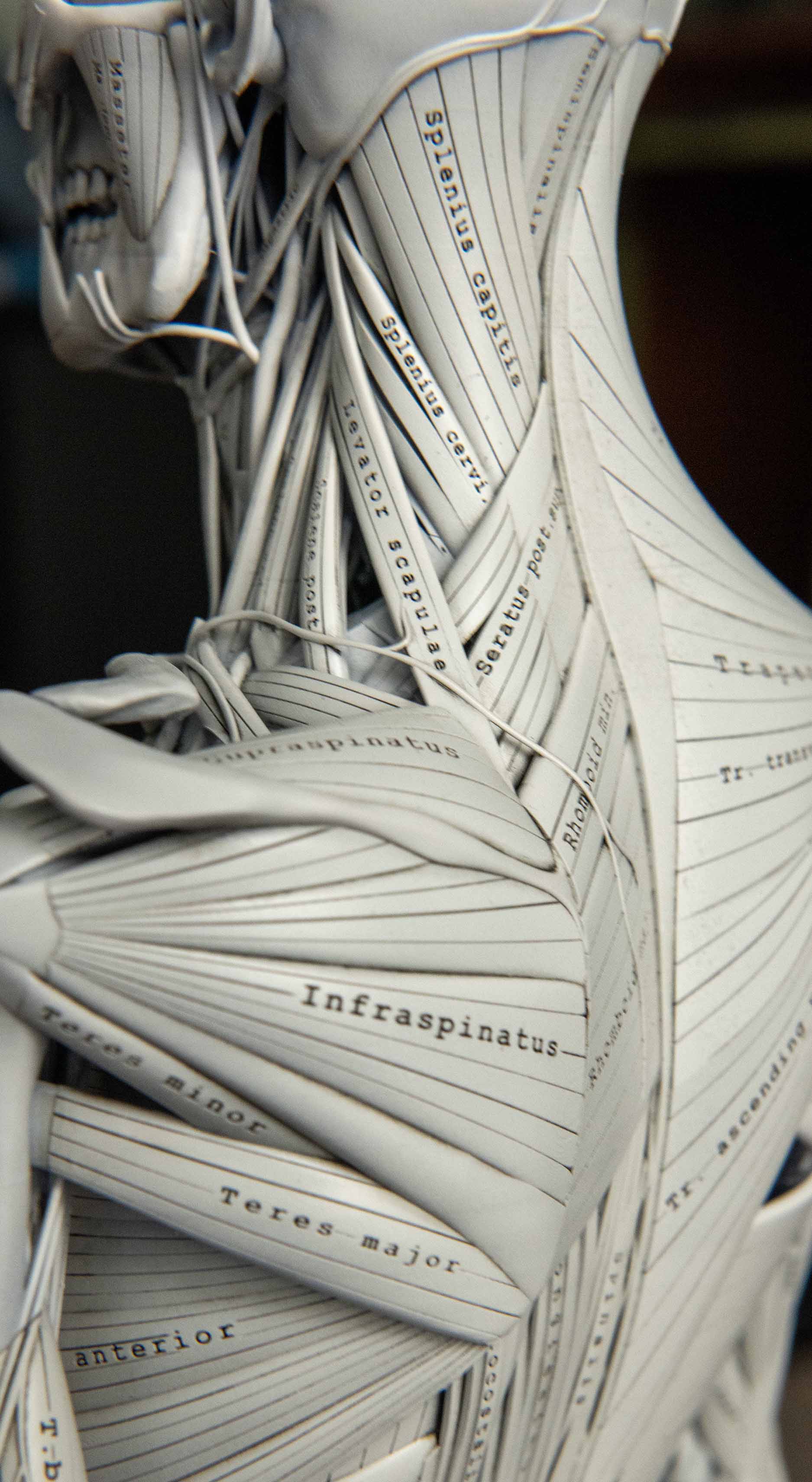 Back view of scapular region on muscle model showing infraspinatus and teres major