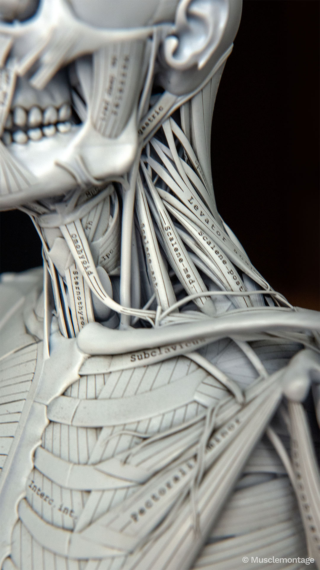 anatomy model showing lateral neck and clavicle region, Levator Scapulae, Scalenes, Sternothyroid and Subclavius visible