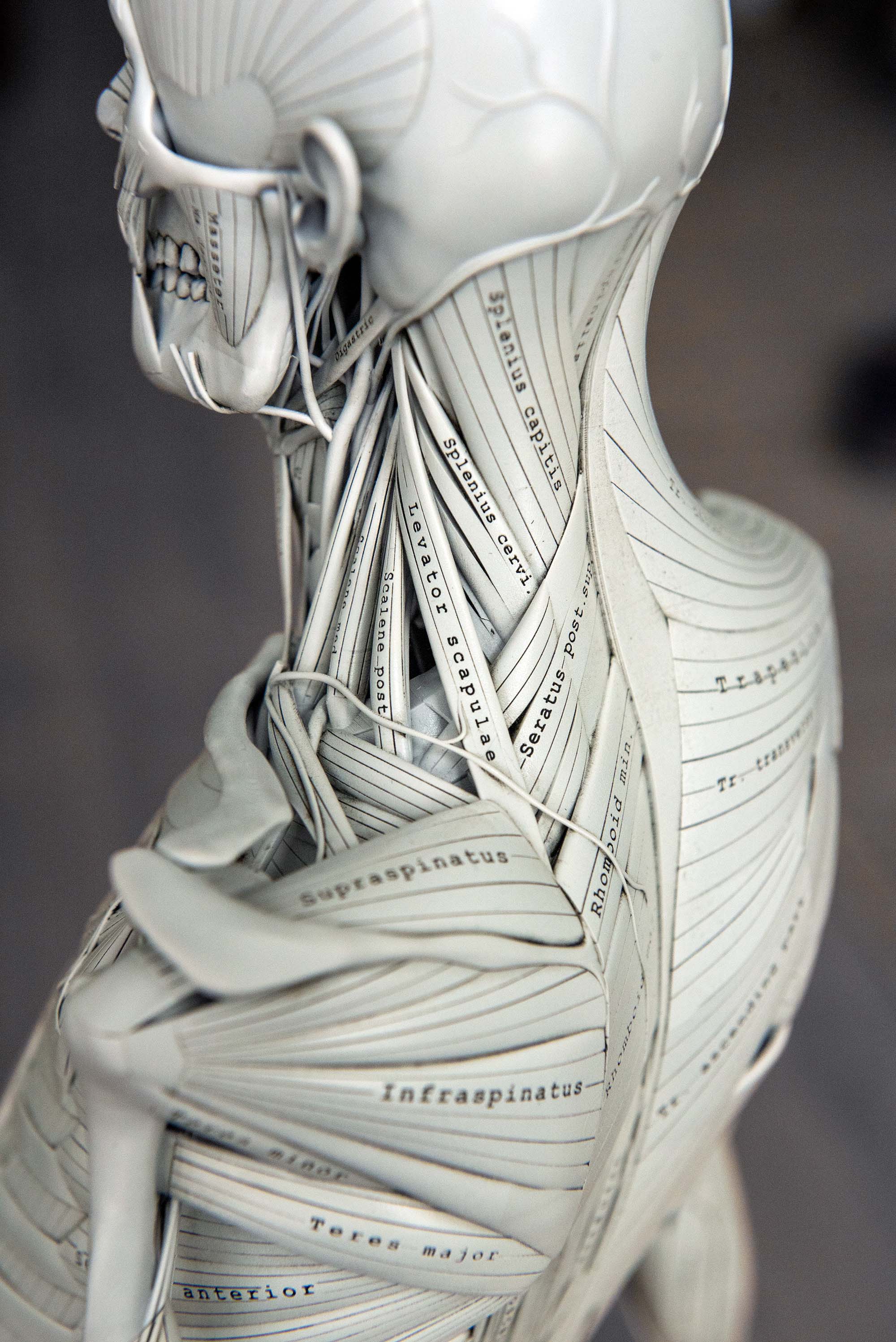 Close-up of human neck and shoulder muscle model with trapezius removed exposing deep muscle structures