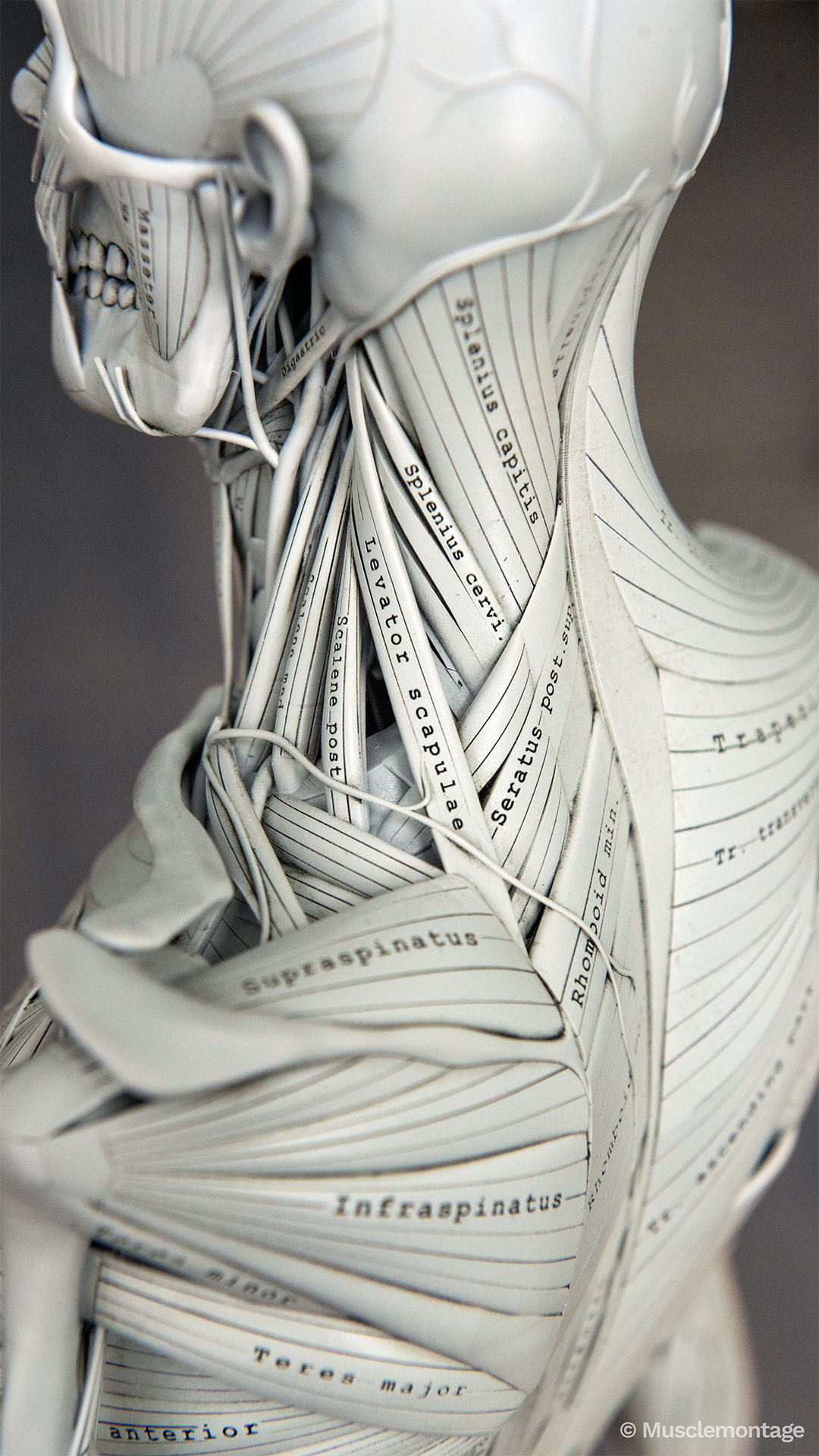 Anatomy model - posterolateral neck and shoulder, Splenius Capitis, Levator Scapulae, Trapezius, Rhomboid Minor, Supraspinatus, Infraspinatus, Teres Major