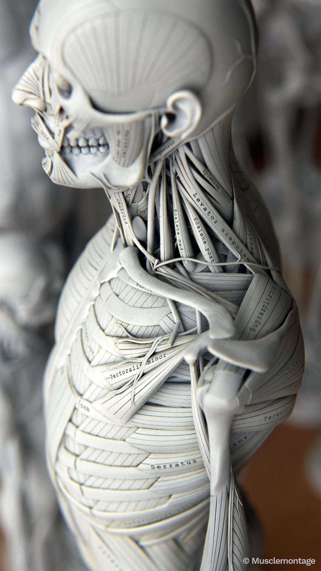 anatomy model showing ribcage and shoulder from lateral view, Pectoralis Minor, Serratus Anterior, Levator Scapulae and Scalenes visible