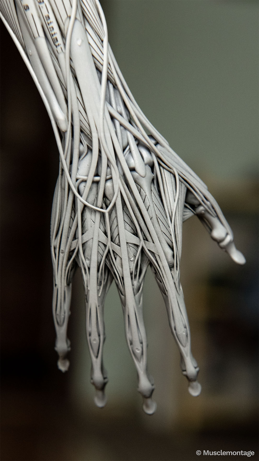 Anatomy model - dorsal hand and wrist, extensor tendons, Dorsal Interossei, dorsal metacarpal vessels.