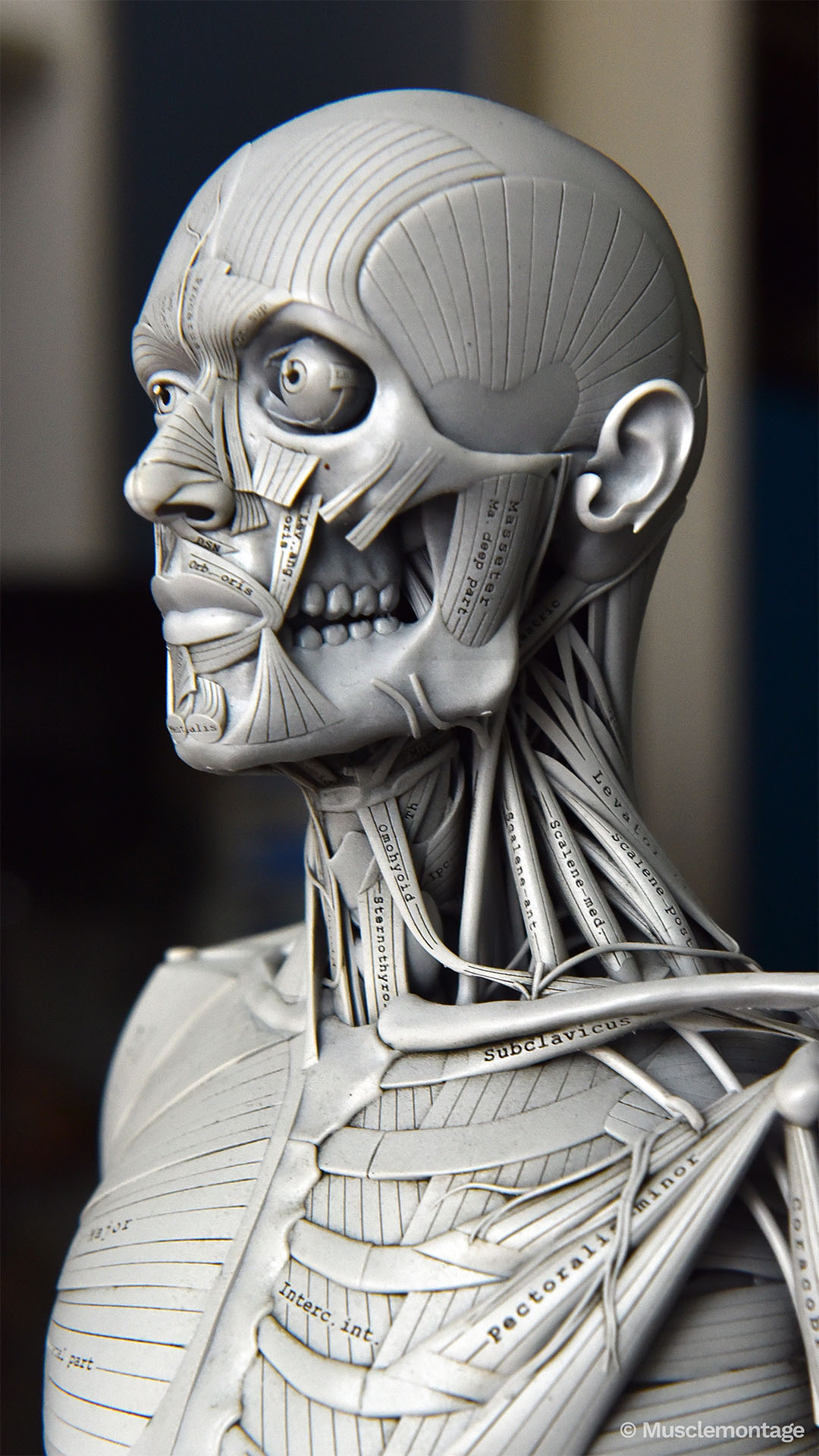 Head and neck anatomy model showing lateral face and neck including Masseter, Orbicularis Oris, Scalenes and Subclavius, side view