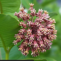 milkweed.png