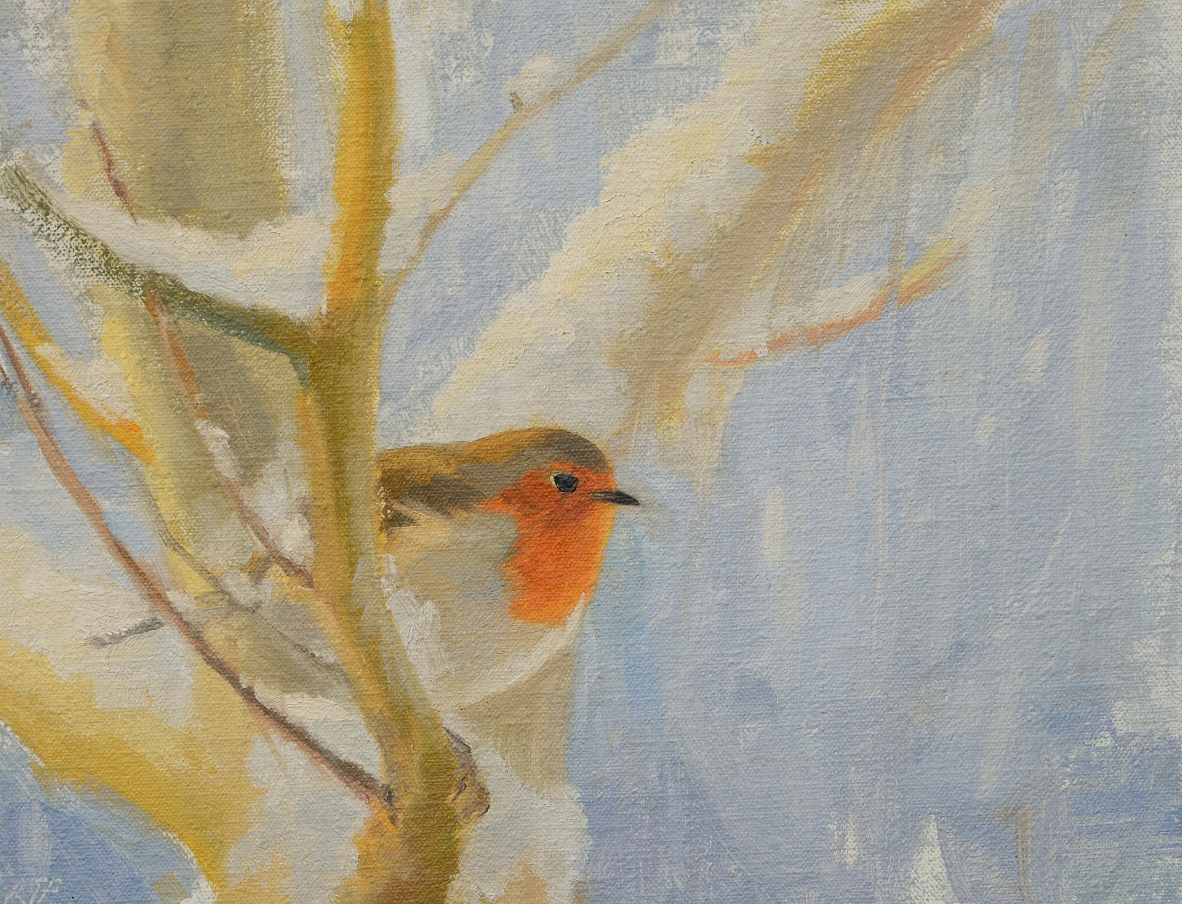 ROBIN IN THE SNOW