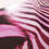 Thumbnail: Pink Zebra