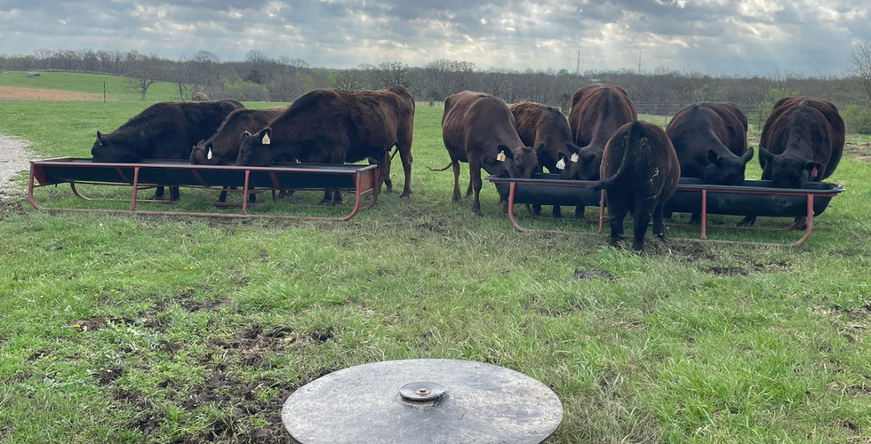 Alot of cows on the farm