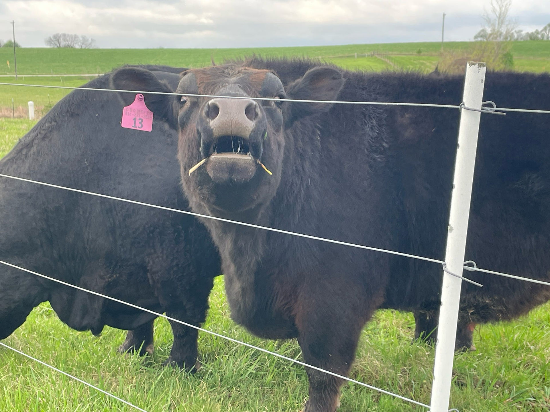 Cows making faces