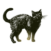 ハロウィーンの猫