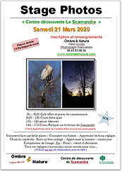 Affiche STAGE PHOTO SCAMANDRE.Jpeg
