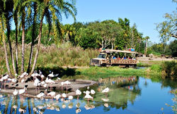 Orlando-Animal-Kingdom-Flamingos