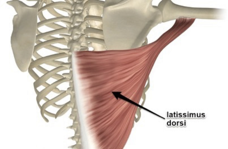 Latissimus dorsi широчайшая мышца спины. Latissimus dorsi. Latissimus dorsi. Latissimus dorsi широчайшая мышца спины. Место прикрепления широчайшей мышцы.