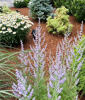 Flower and shrub plantings by Limitless Outdoors