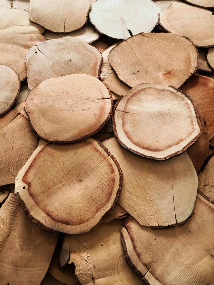 縮圖：Black Tongkat Ali - Species 2