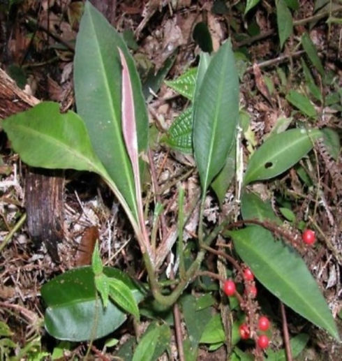 Kacip Fatimah Plant