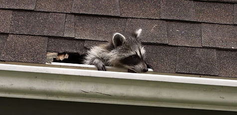 broken shingles on a roof caused by a raccoon