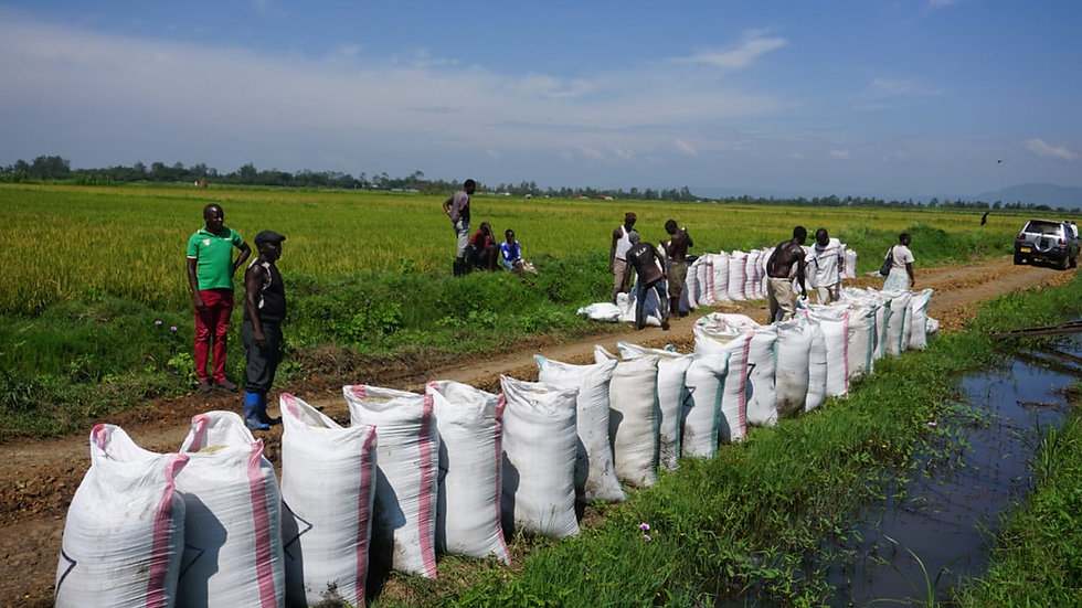 Rice harvest Kisumu - 1.jpeg
