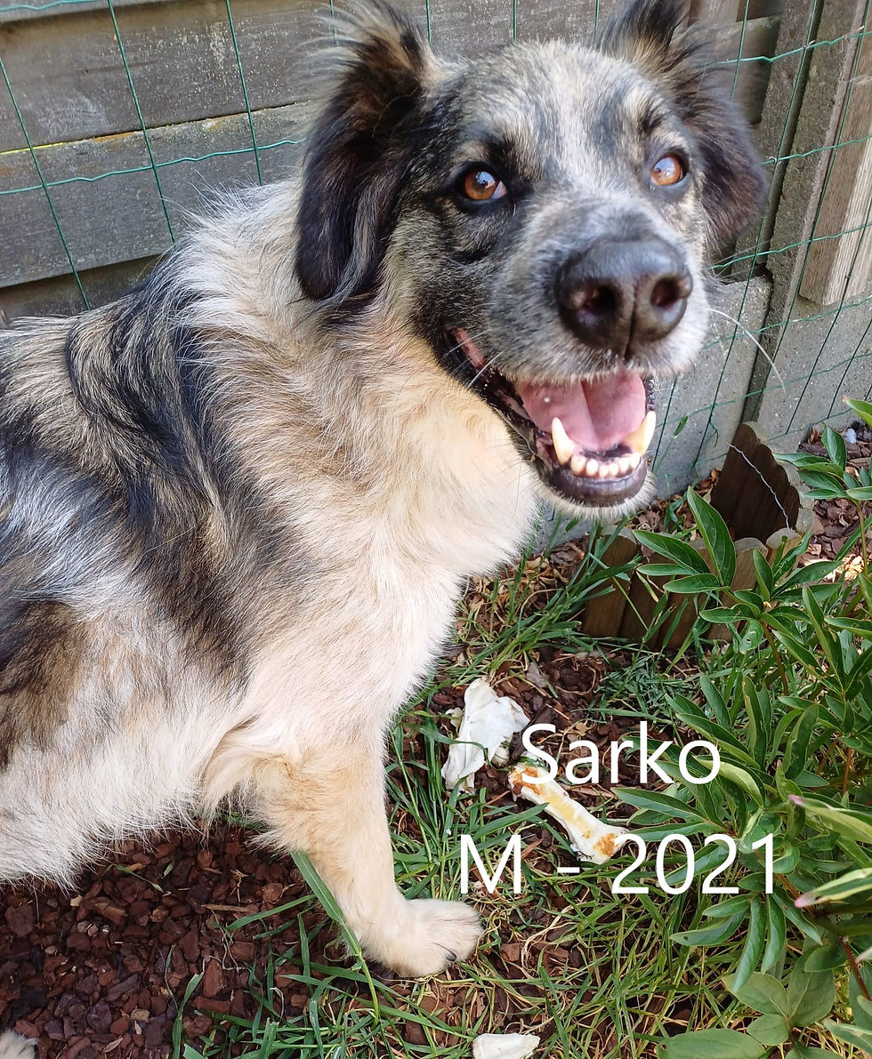 Sarko1.jpg
